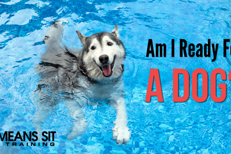 Am I Ready For A Dog?