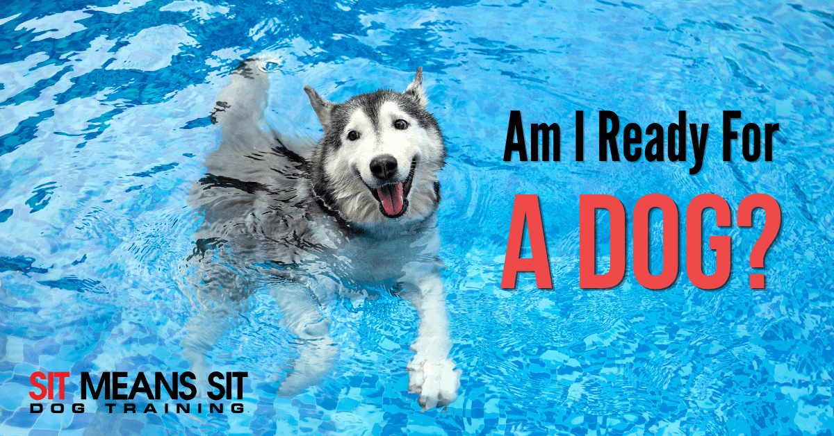 Am I Ready For A Dog?