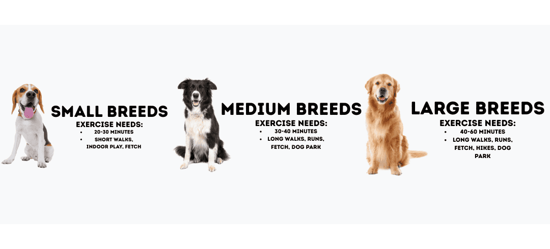 How Much Exercise Does My Dog Need Every Day?