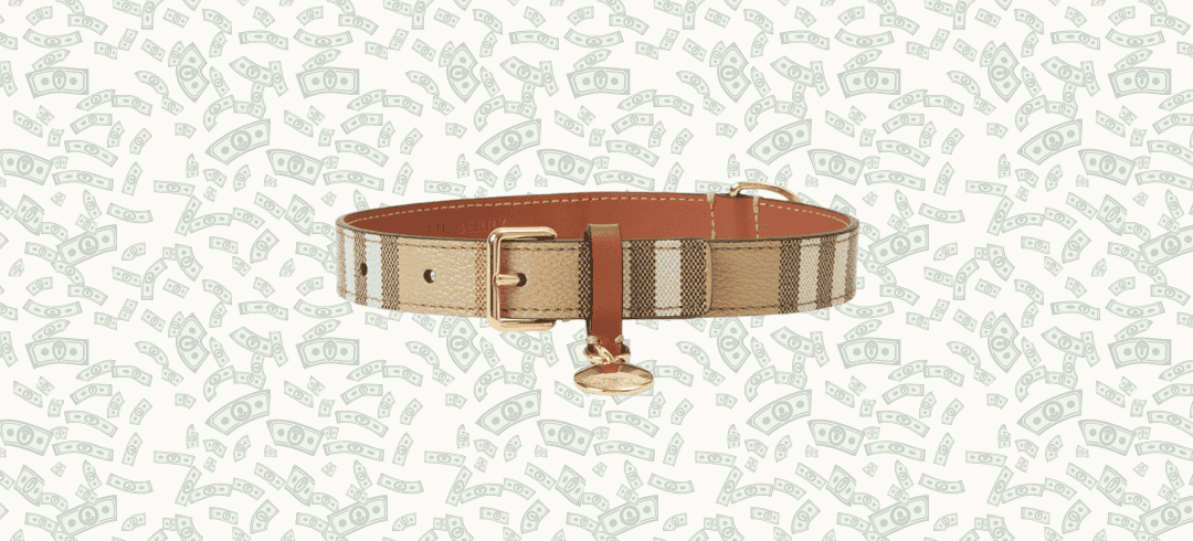 Luxury Pet Accessories to Pamper Your Pooch