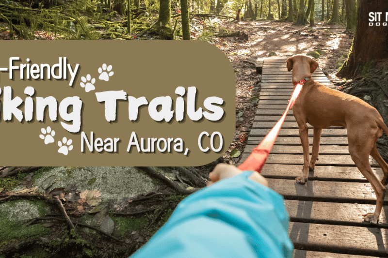 Dog-Friendly Hiking Trails Near Aurora, Colorado