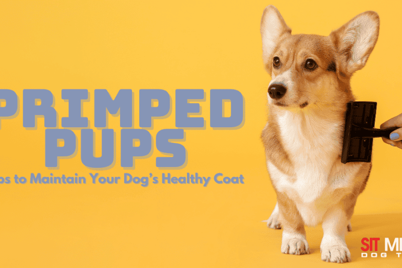 Essential Tips for Keeping Your Dog's Coat Healthy