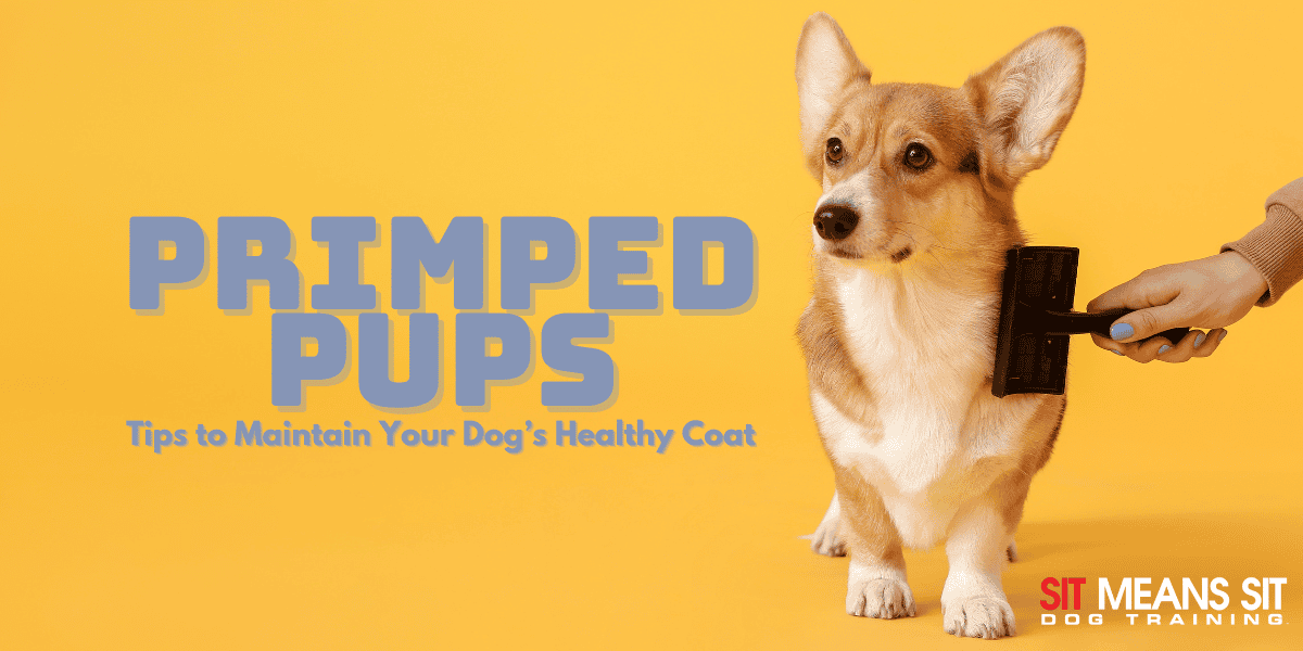 Essential Tips for Keeping Your Dog's Coat Healthy