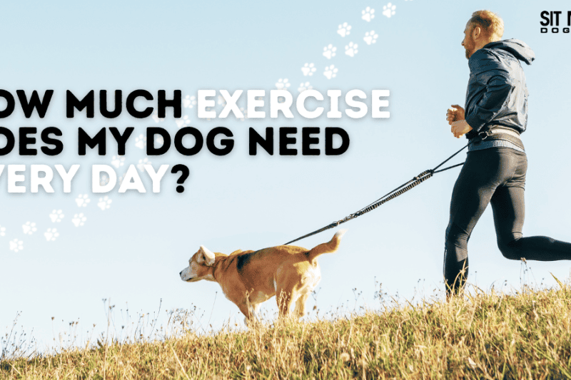 How Much Exercise Does My Dog Need Every Day?