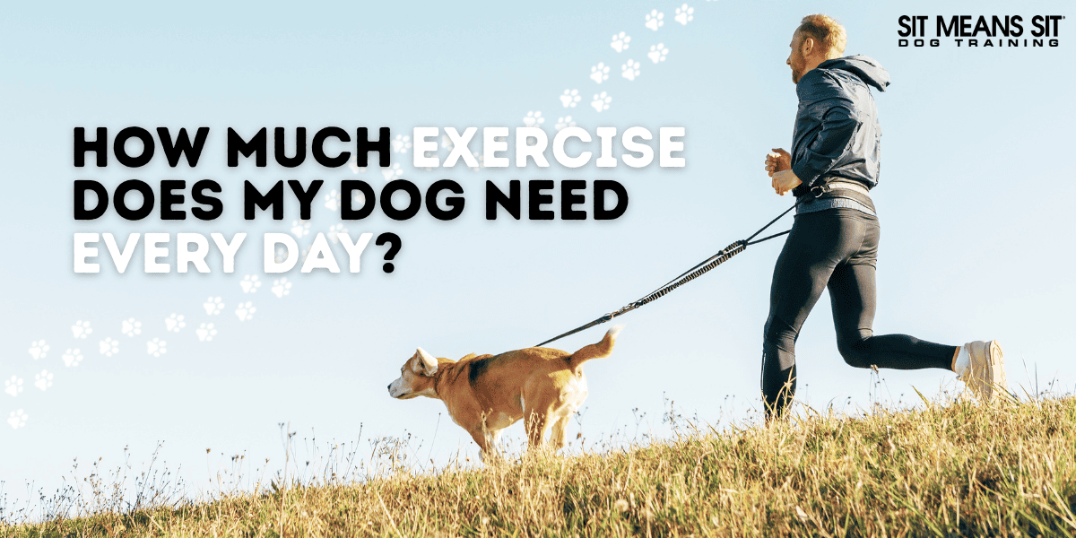 How Much Exercise Does My Dog Need Every Day?