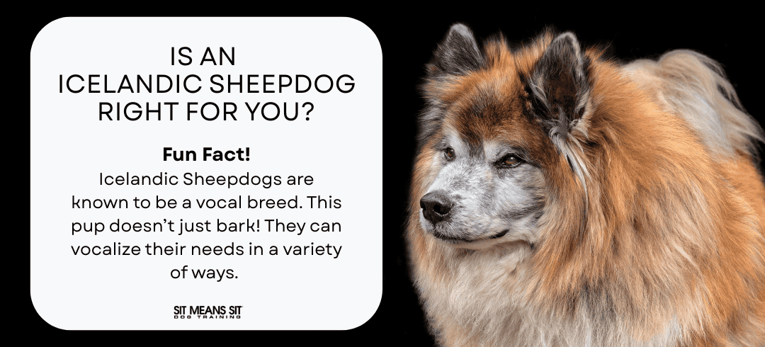 Your Full Guide on Icelandic Sheepdogs