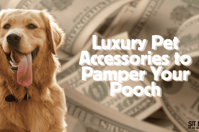 Luxury Pet Accessories to Pamper Your Pooch