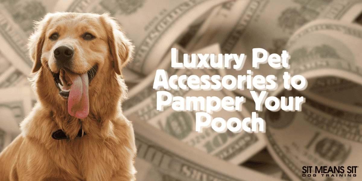 Luxury Pet Accessories to Pamper Your Pooch