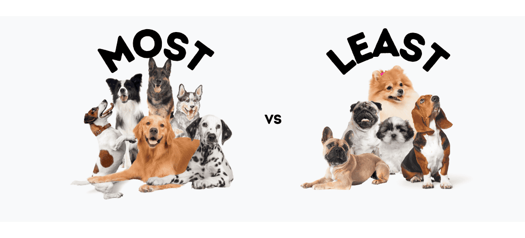 How Much Exercise Does My Dog Need Every Day?