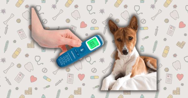 The Best Thermometers for Dogs