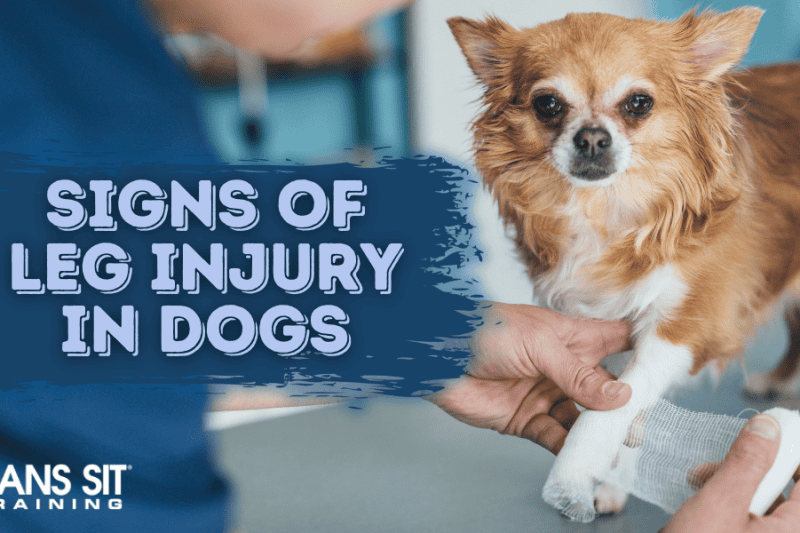 Signs Your Dog Might Have a Leg Injury