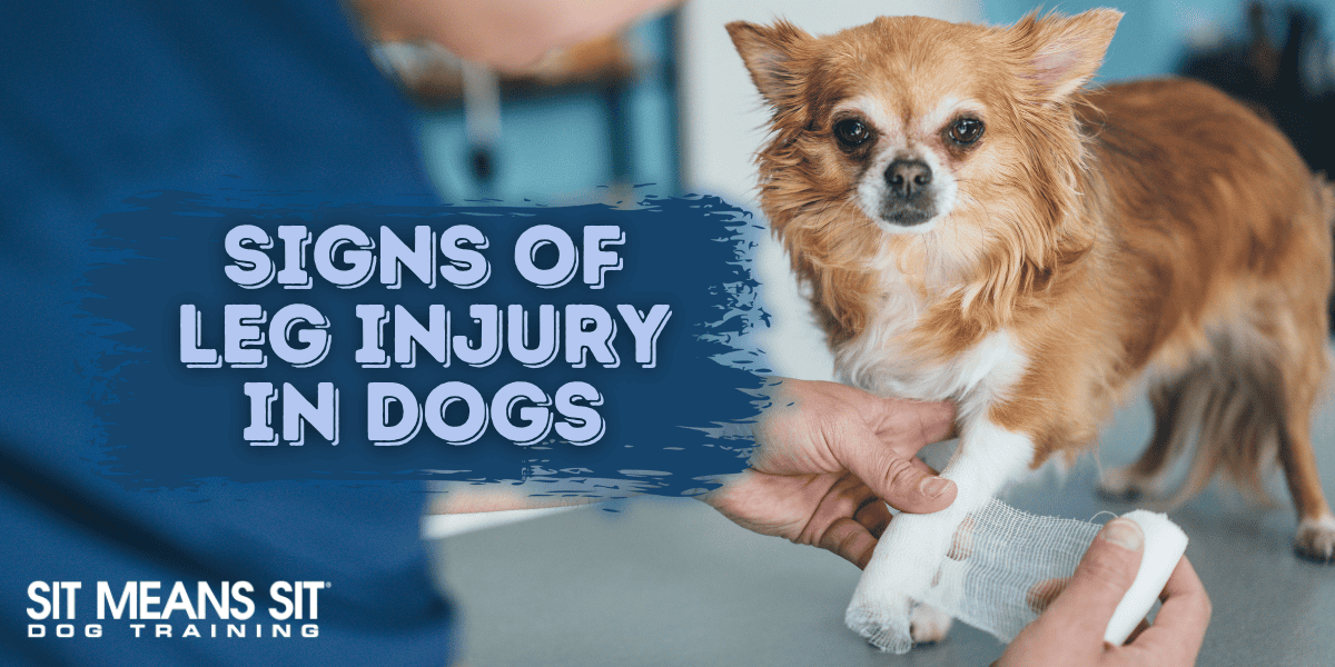 Signs Your Dog Might Have a Leg Injury