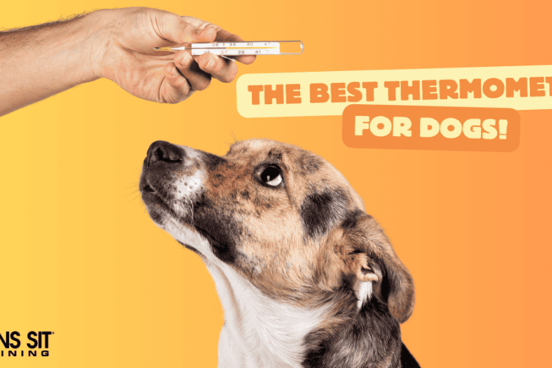 The Best Thermometers for Dogs