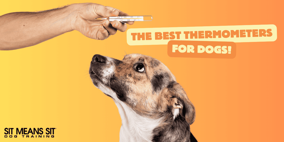 The Best Thermometers for Dogs