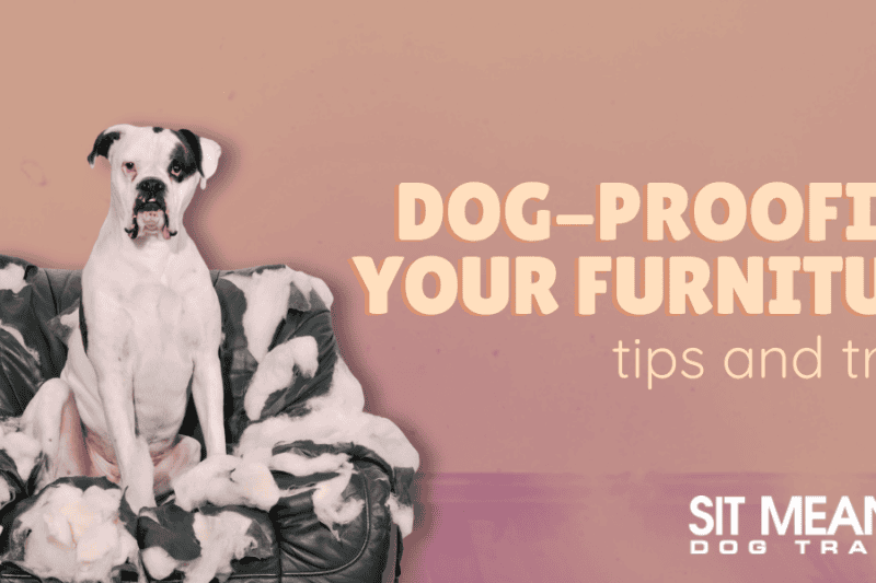 Tips for Dog-Proofing Your Furniture