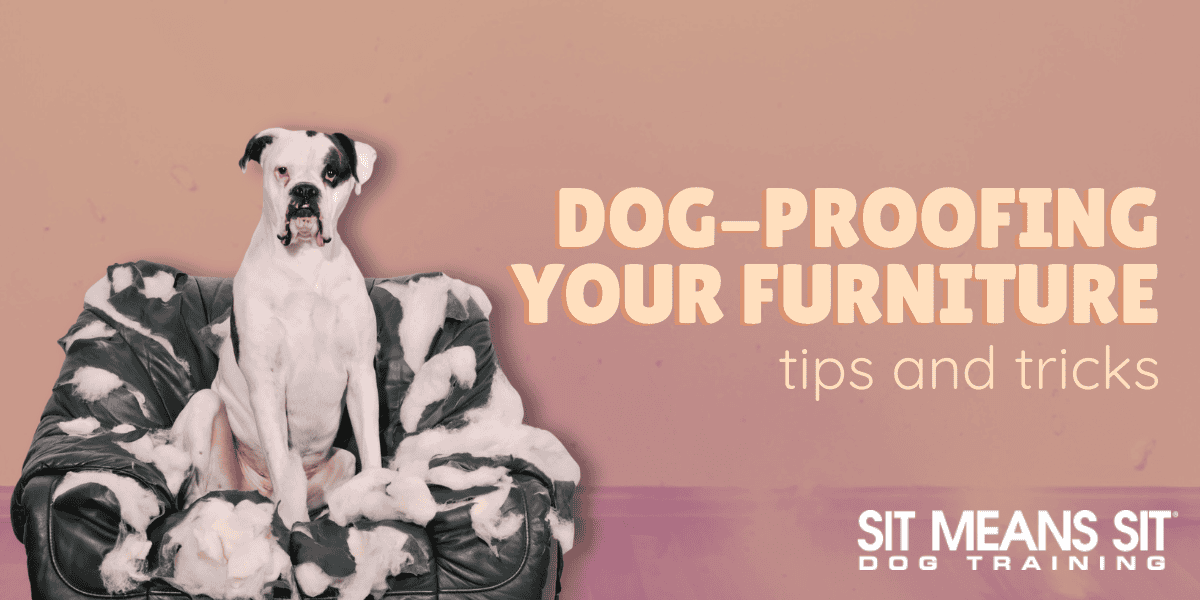 Tips for Dog-Proofing Your Furniture