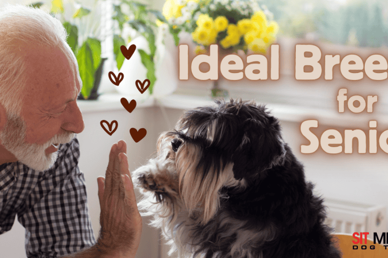 Top Dog Breeds Ideal for Seniors