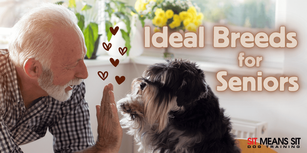 Top Dog Breeds Ideal for Seniors