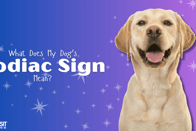 What Does My Dog's Zodiac Sign Mean?