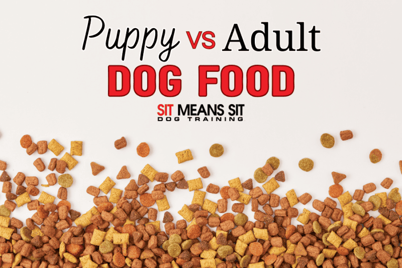 What's the Difference Between Puppy Food and Adult Dog Food?