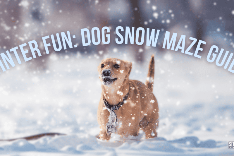 Winter Fun: Dog Snow Maze Guide