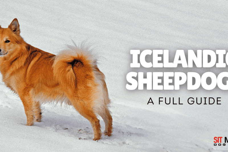 Your Full Guide on Icelandic Sheepdogs