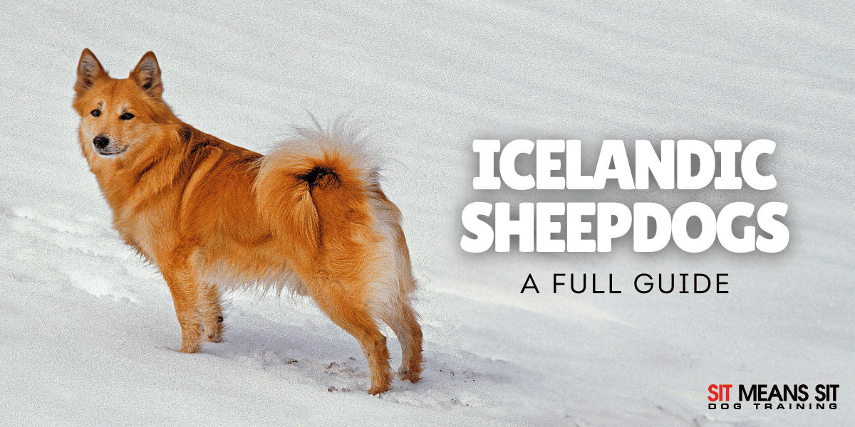 Your Full Guide on Icelandic Sheepdogs