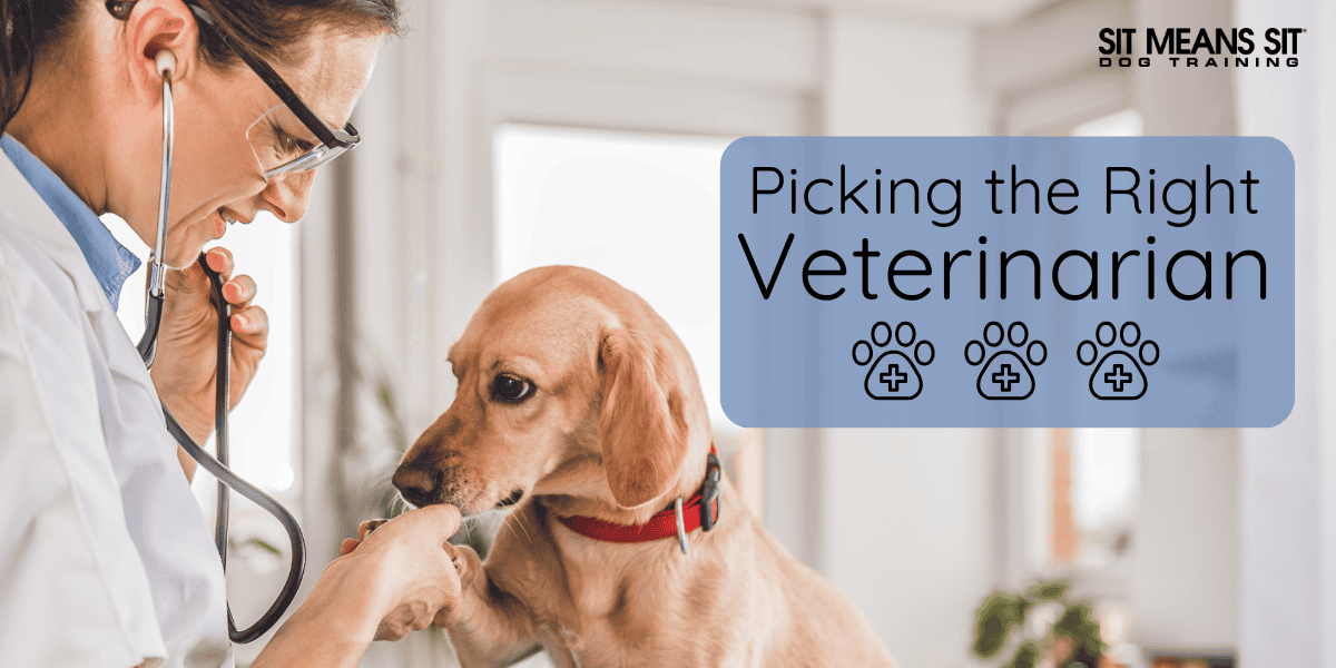 Your Guide to Picking the Right Veterinarian